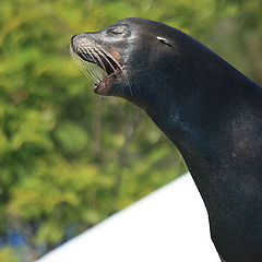 фото "Lisbon Zoo - 02/20"