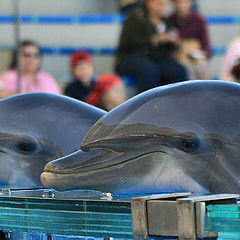 фото "Lisbon Zoo - 03/20"