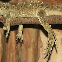 фото "Lisbon Zoo - 04/20"