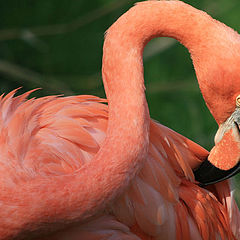 фото "Lisbon Zoo - 05/20"