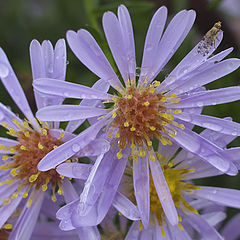 photo "After the rain"