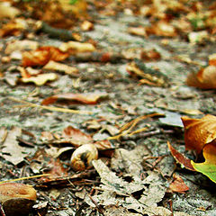 фото "Fall comes"