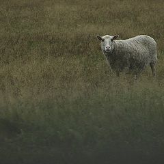 фото "Sheep"