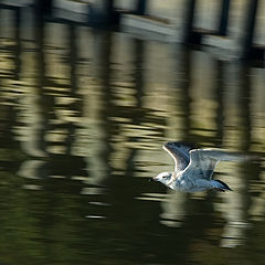 photo "Sea Gull"