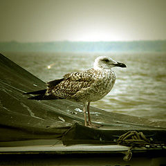 photo "Dunav river gull"