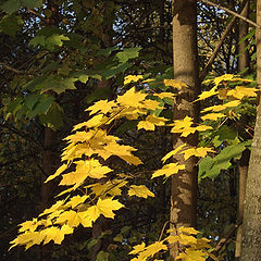 фото "Желтые листья ..."