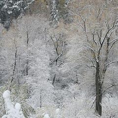 фото "Первый снег"