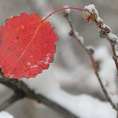 фото "Самый последний лист"