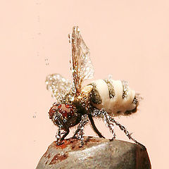 photo "wet fly"