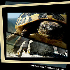 photo "BUSY TURTLE"