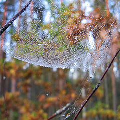 photo "Dew drops"