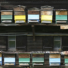 фото "Пчелиное гетто"