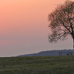 photo "Lonely tree"