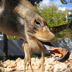 фото "Lisbon Zoo - 07/20"