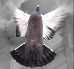 photo "Flying dove"