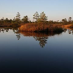 photo "Kemeri raised bog"