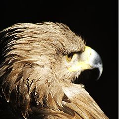 photo "Eagle"
