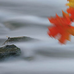 photo "Flight of time"