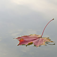 photo "Flight on water"