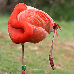 photo "Pink flamingo dreams"