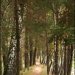 фото "Forest road."