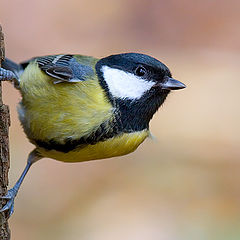 photo "Curious titmouse."