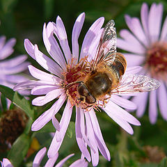 фото "Autumnbee"