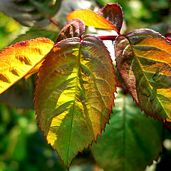 photo "Autumnleaves"