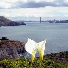 photo "Californian Spring"