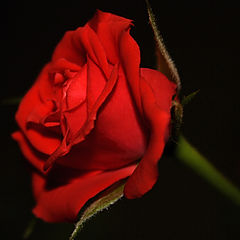 фото "красная роза**"