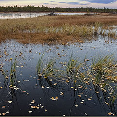 фото "Passes autumn, the winter hastens..."