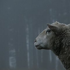 фото "Ovis aries & autumn mist"