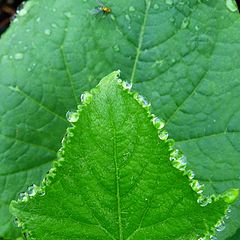 фото "Cucumber Leaf"