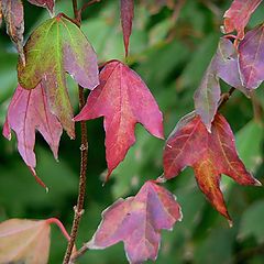 photo "autumn's back"