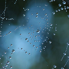 photo "Galaxy under bush"