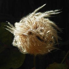 фото "bad hair day )"