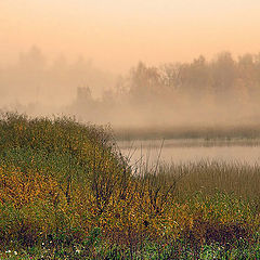 photo "Gold fog"