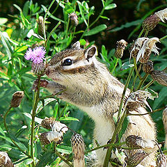 photo "Thirst for the beautiful"