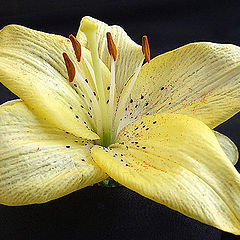 фото "Lily"