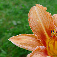 фото "Lily"