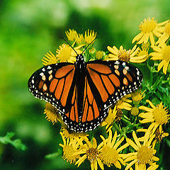фото "Monarch Butterfly"