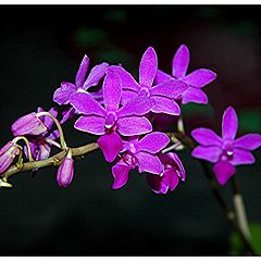 фото "orchidee"