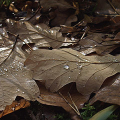 photo "The fallen sheets"