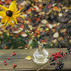 photo "Yellow flower. The day of Protection of the Virgin"