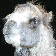 фото "Camel"