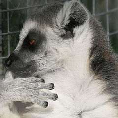 фото "Lisbon Zoo - 09/20"