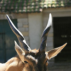 фото "Lisbon Zoo - 13/20"
