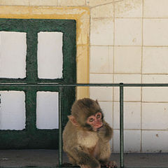 photo "Lisbon Zoo - 14/20"