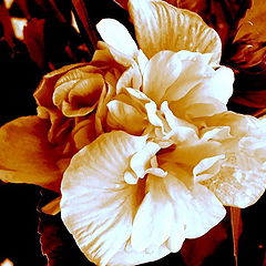 photo "Flower in Sepia"