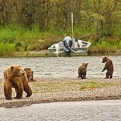 фото "I'm sure my cubs would love to play with the fisherman."